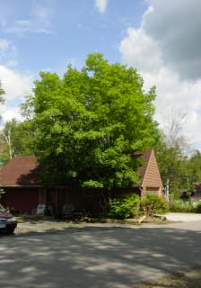 Garage with large maple tree